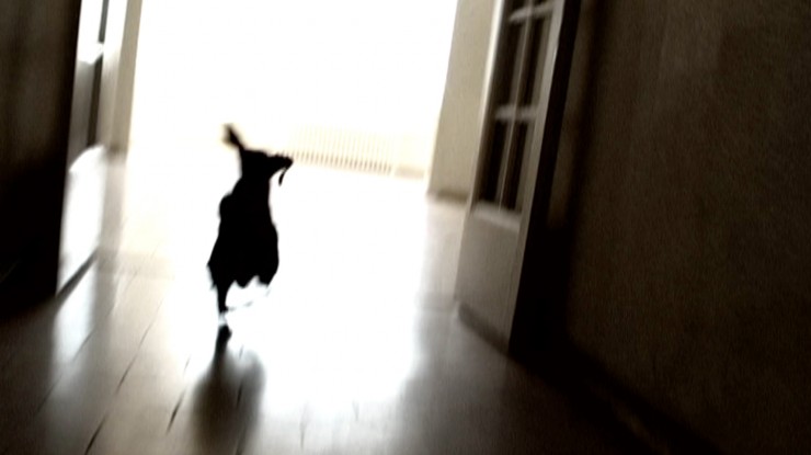 Imagen película Color perro que huye